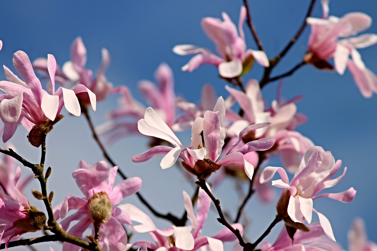 magnolia  flowers  bloom free photo