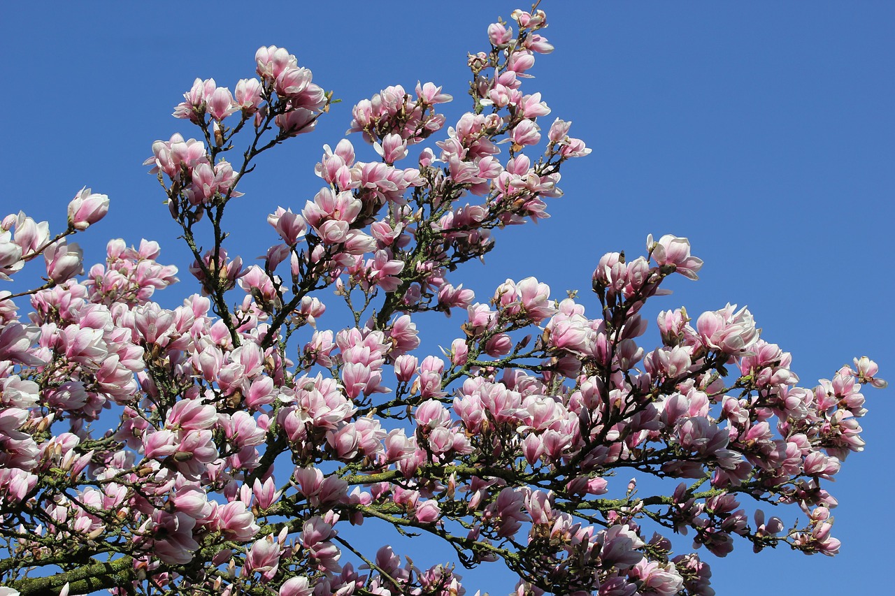 magnolia  flower  plant free photo