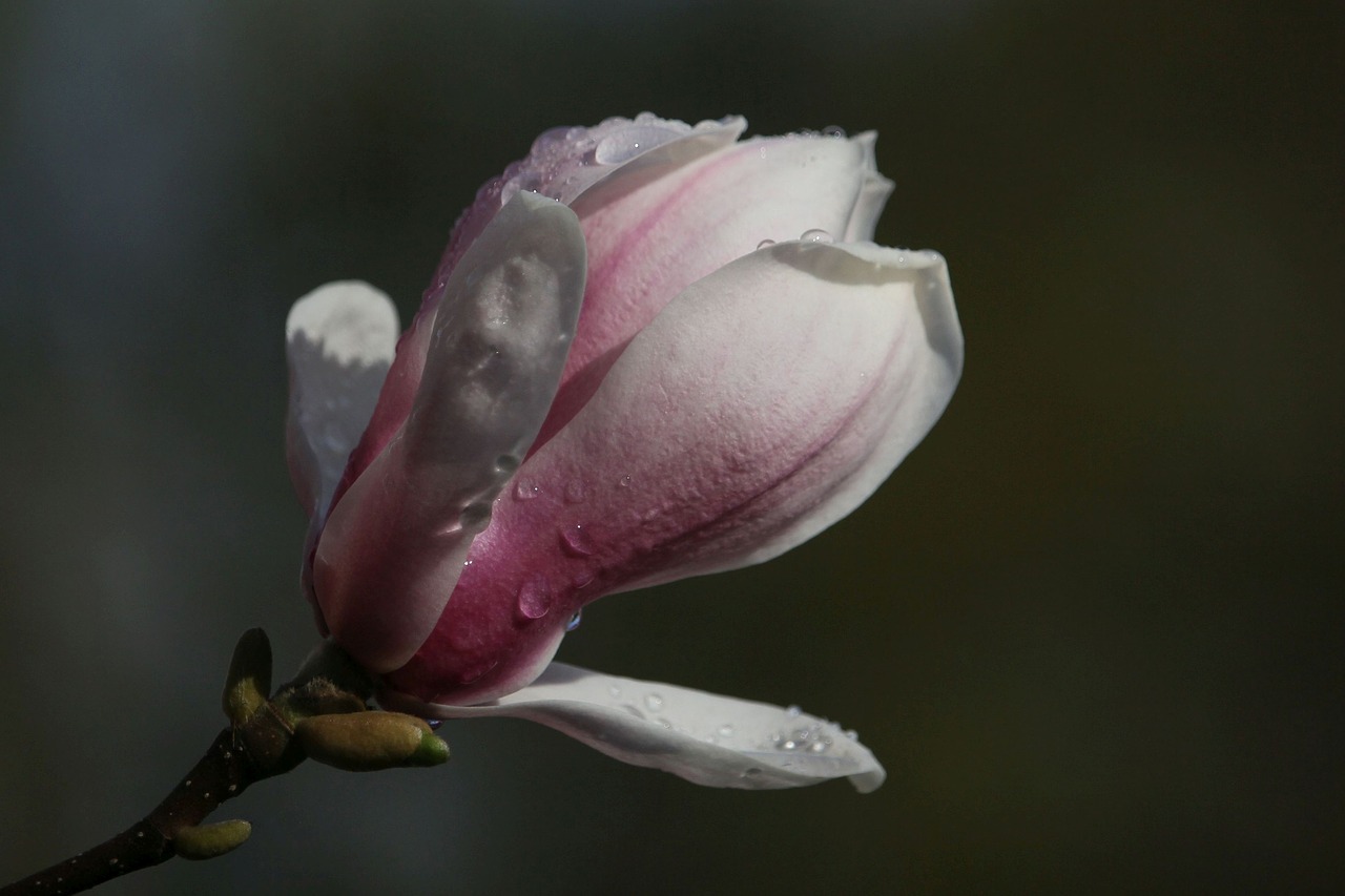 magnolia  blossom  bloom free photo