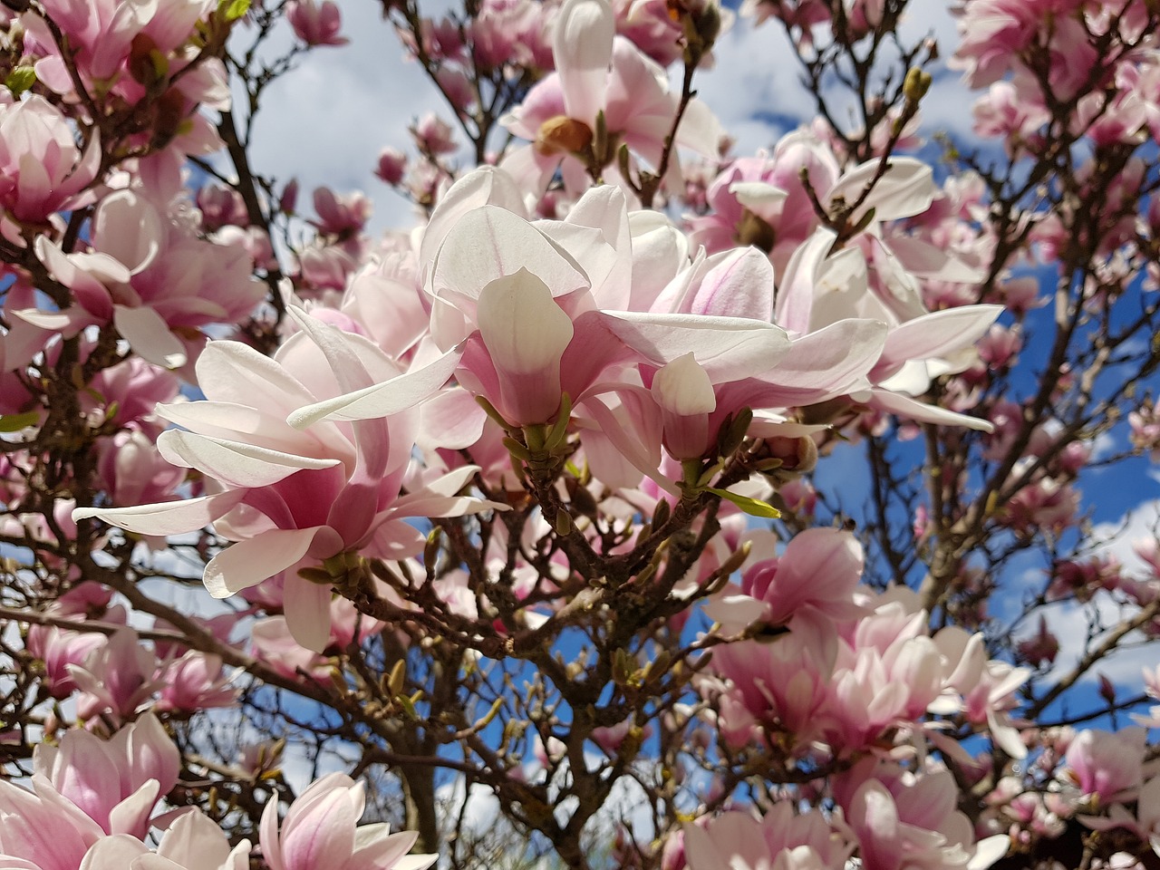 magnolia  blossom  bloom free photo