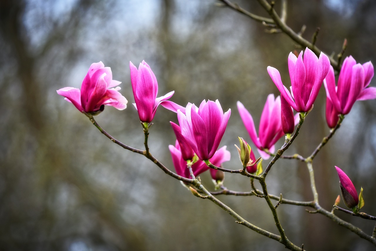 magnolia  flower  shrub free photo