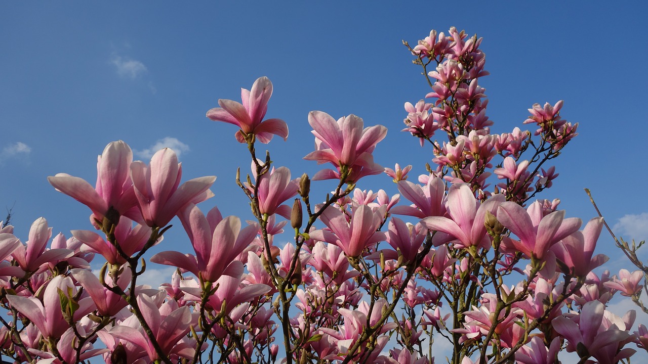 magnolia  blossom  spring free photo