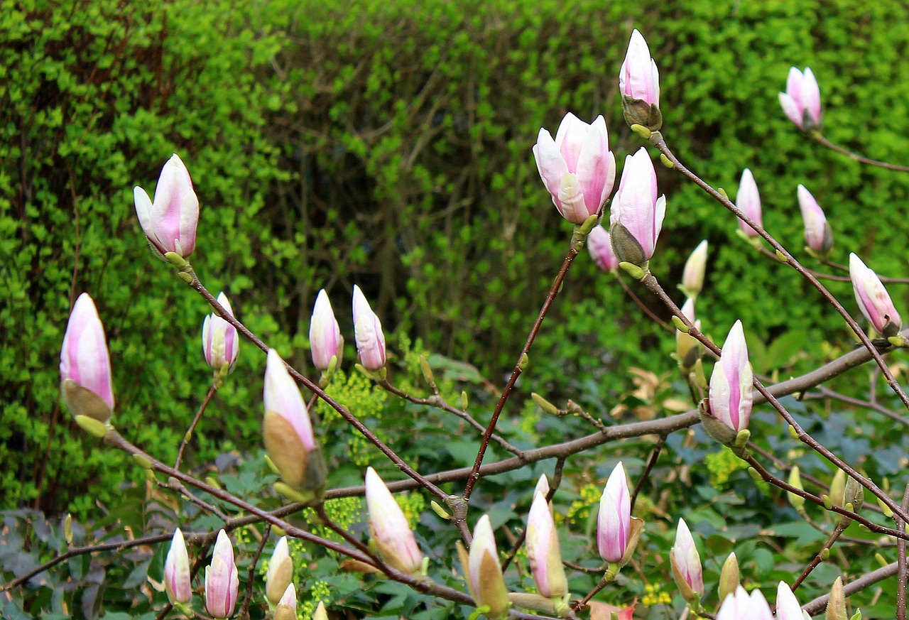 magnolia  tree  the buds free photo
