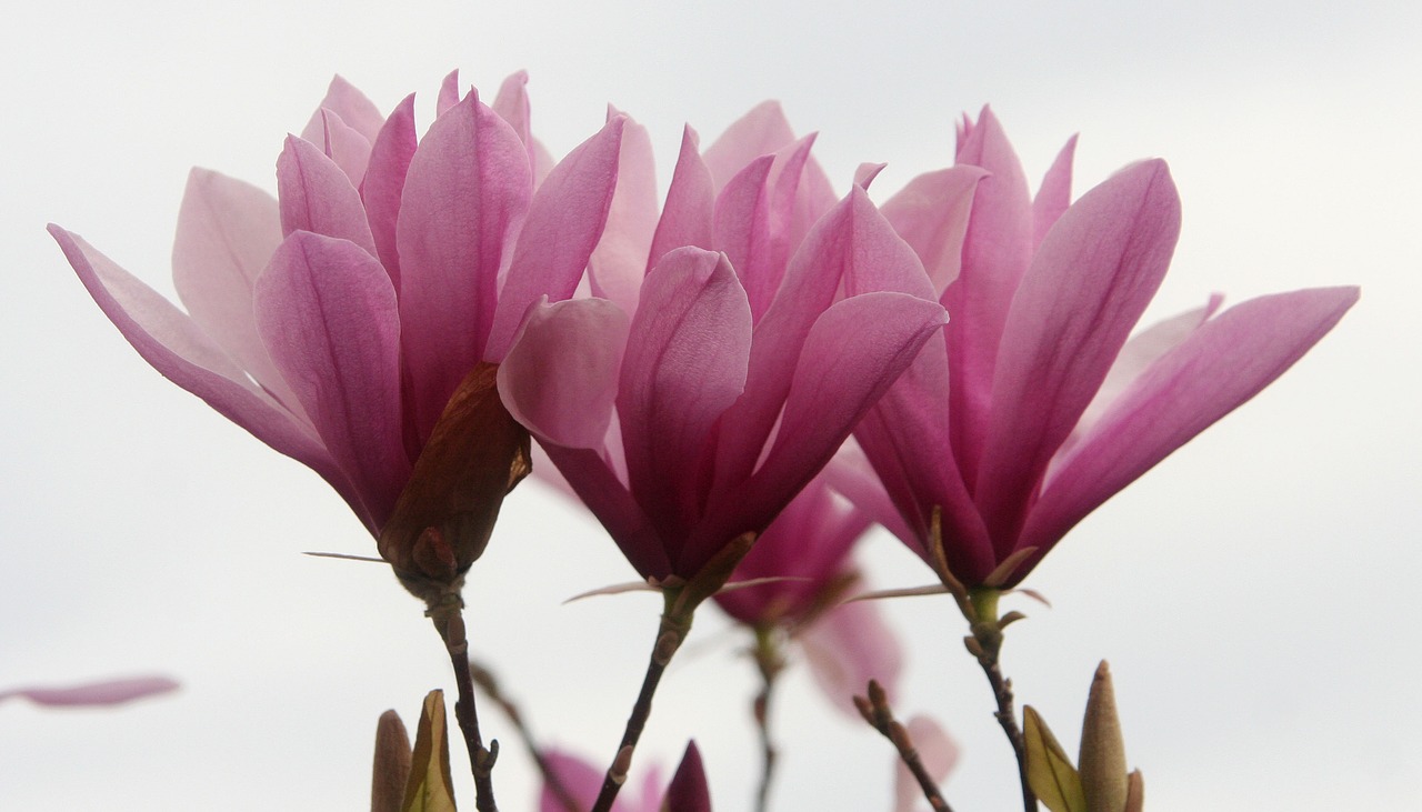 magnolia  nature  plant free photo