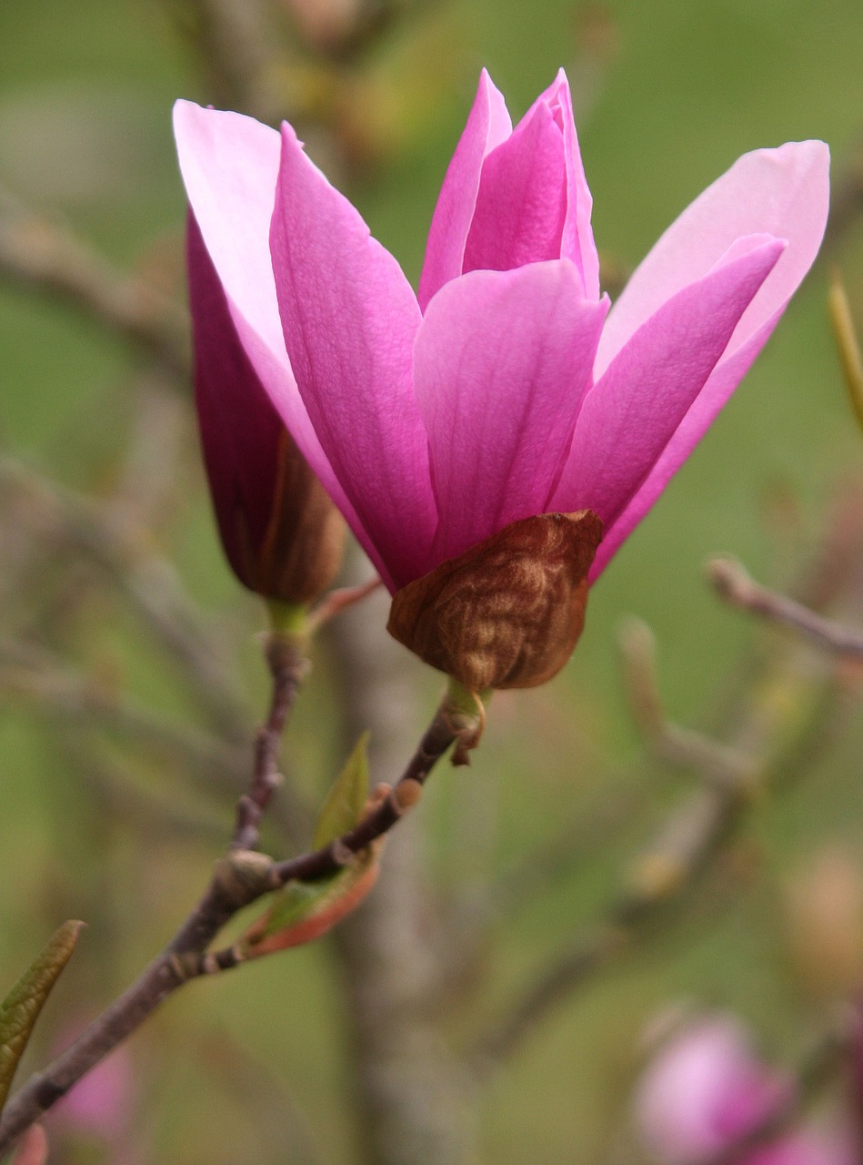 magnolia  nature  flower free photo