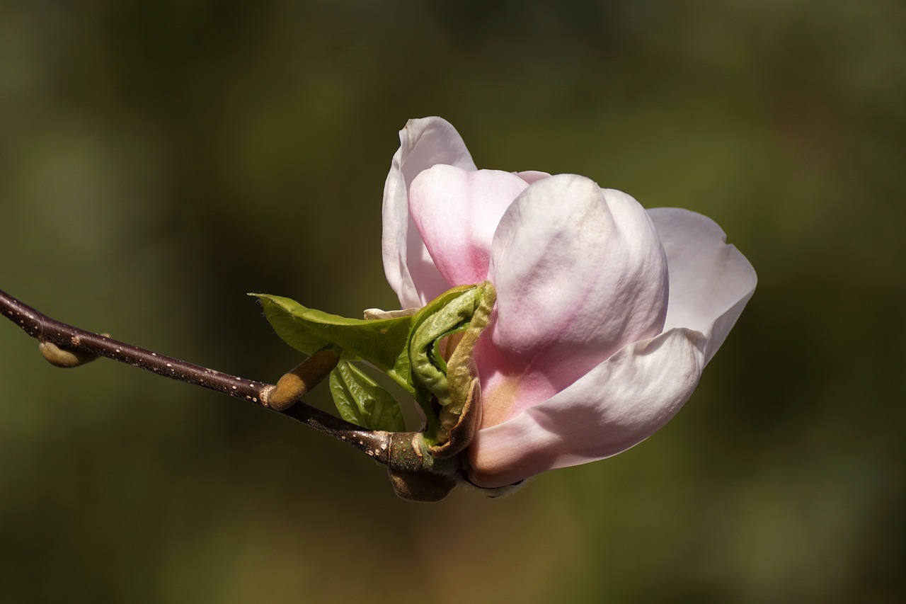magnolia  bud  unfold free photo