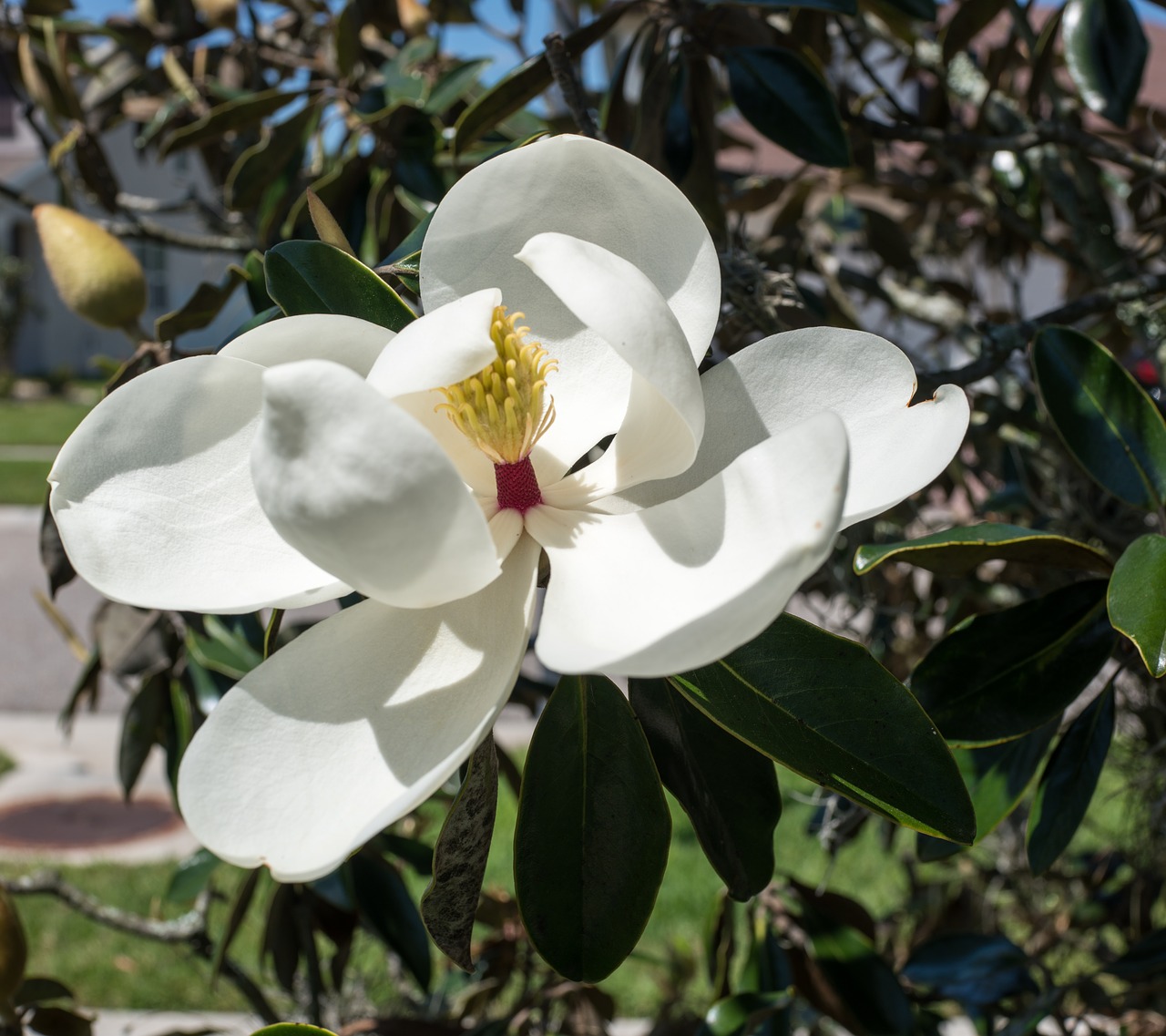 magnolia  close up  flower free photo