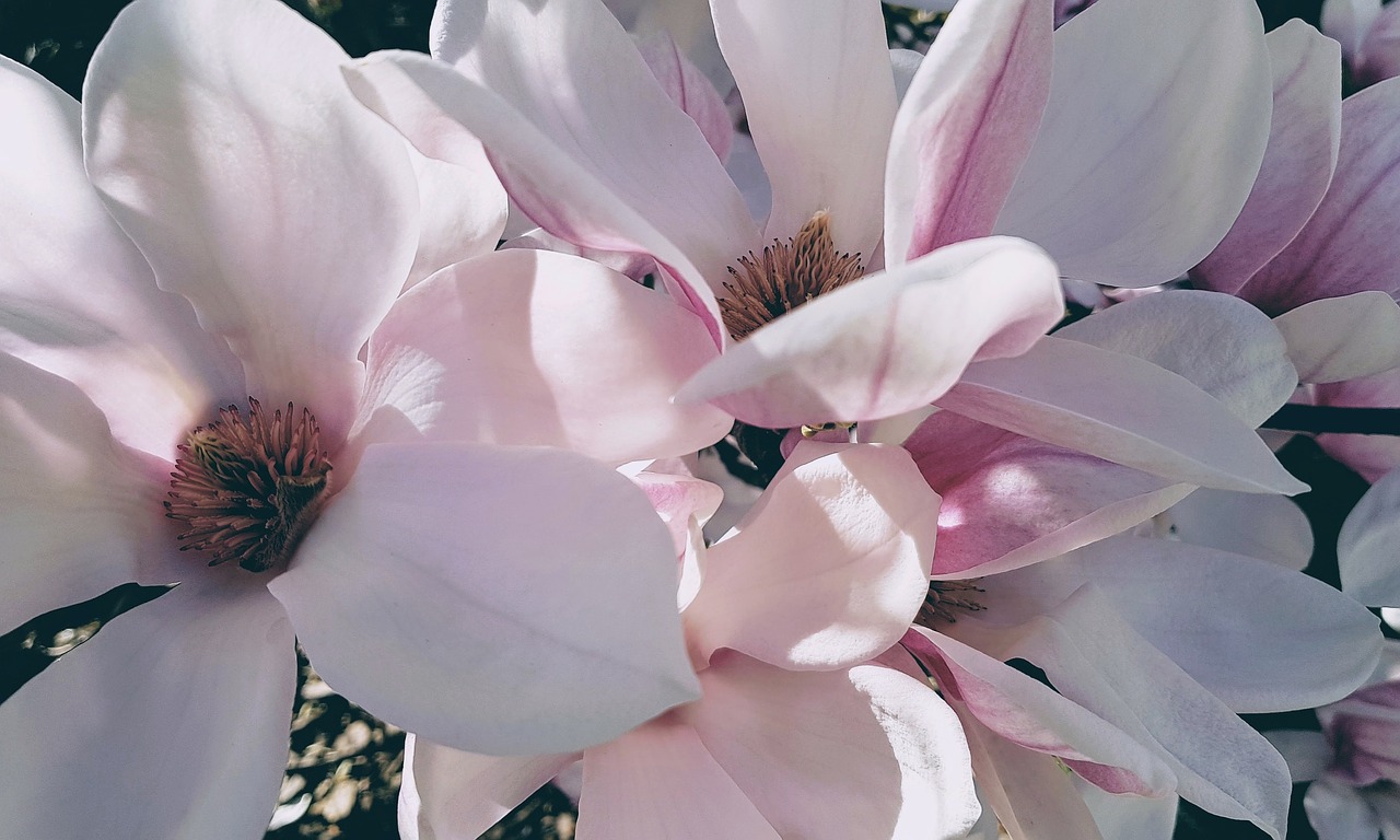 magnolia  flower  flowering free photo