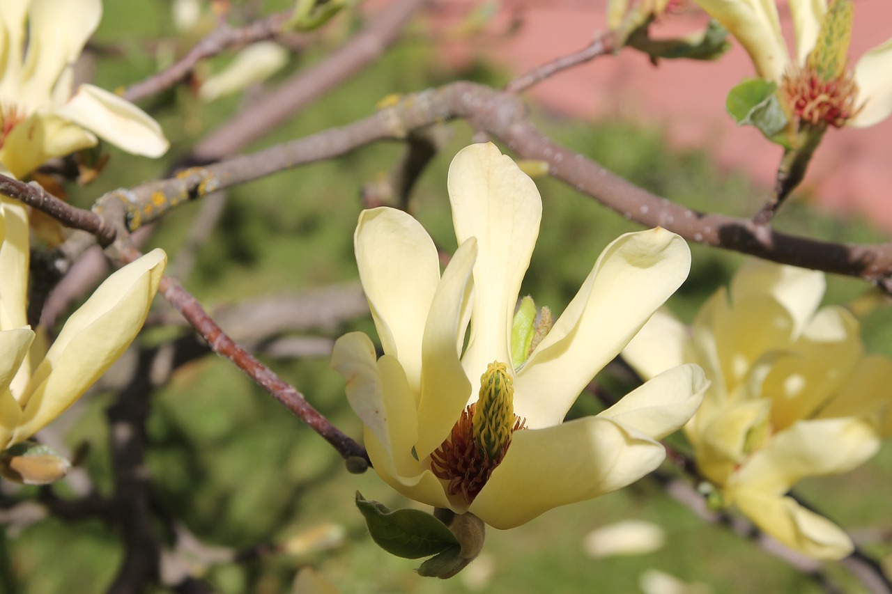 magnolia ukraine the smell of spring free photo