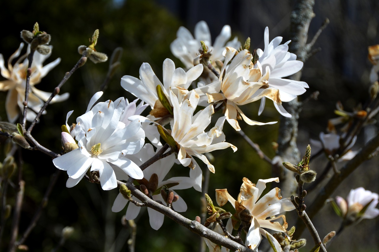 magnolia  white  flowers free photo