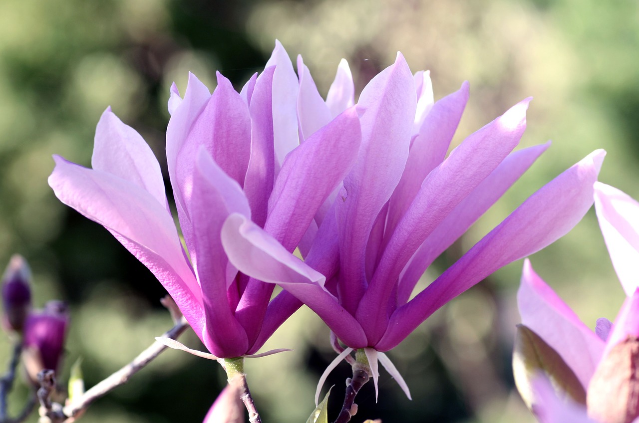 magnolia  nature  plant free photo