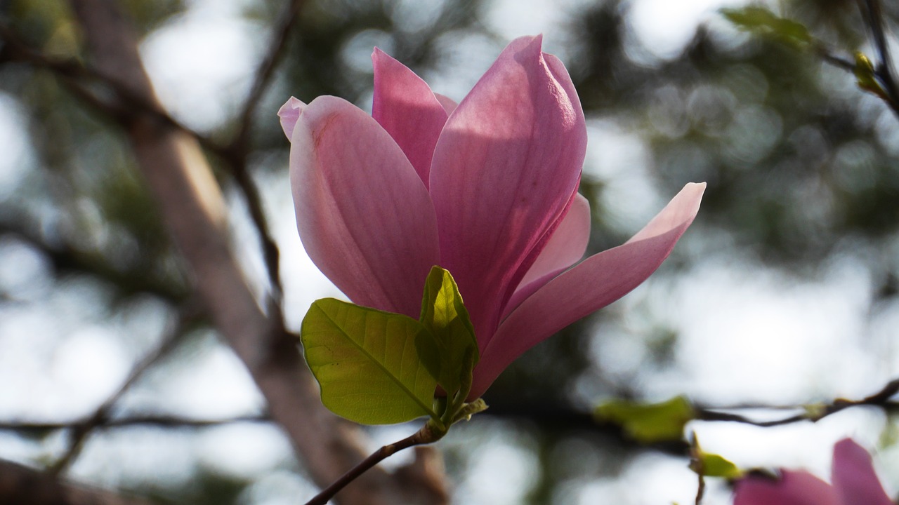 magnolia  nature  plants free photo