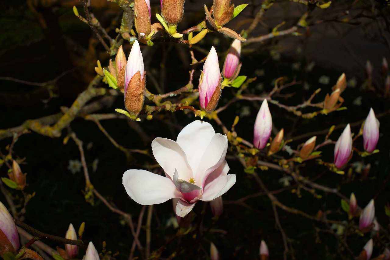 magnolia  tree  flourishing tree free photo