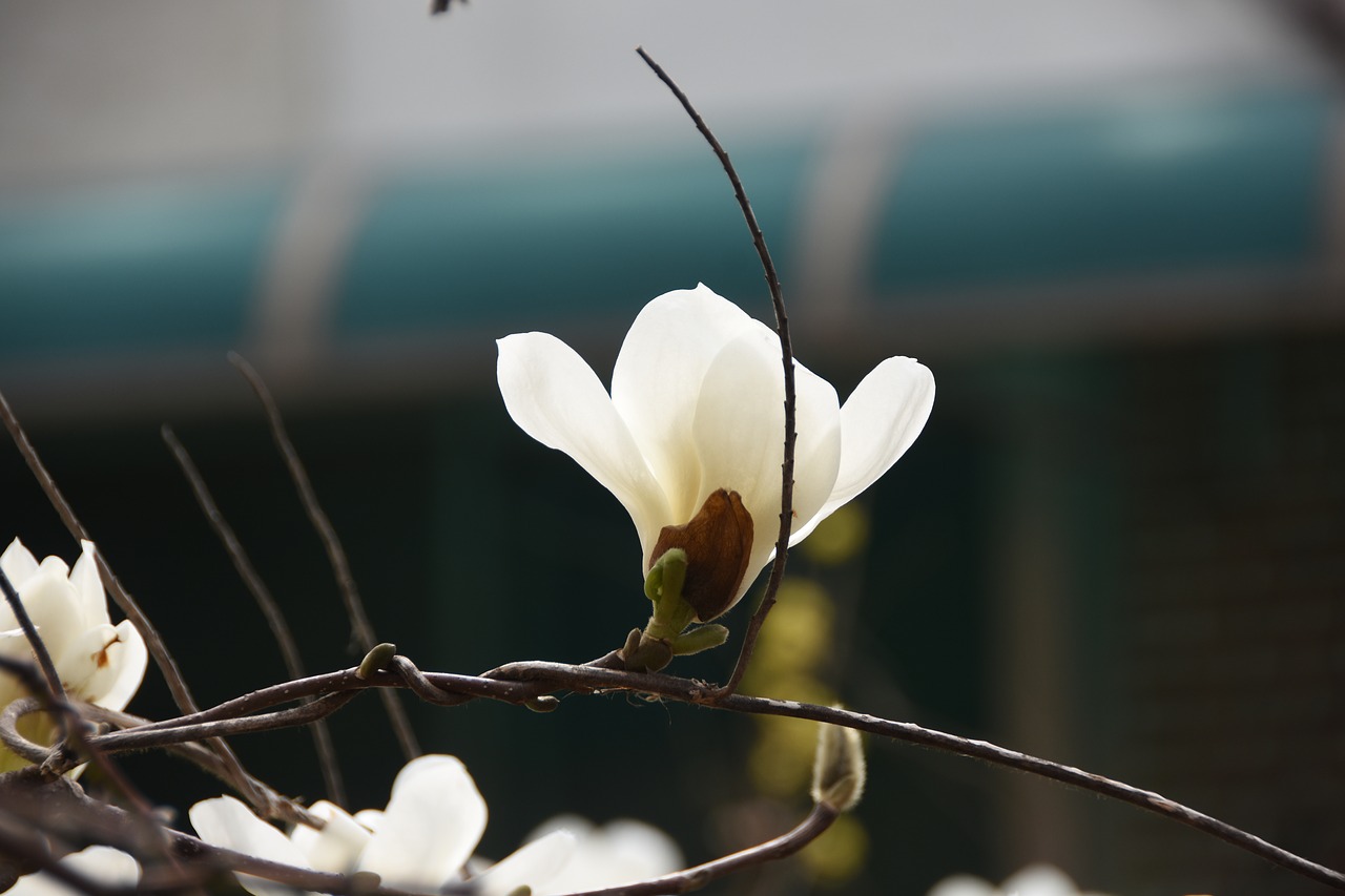 magnolia  white  nature free photo