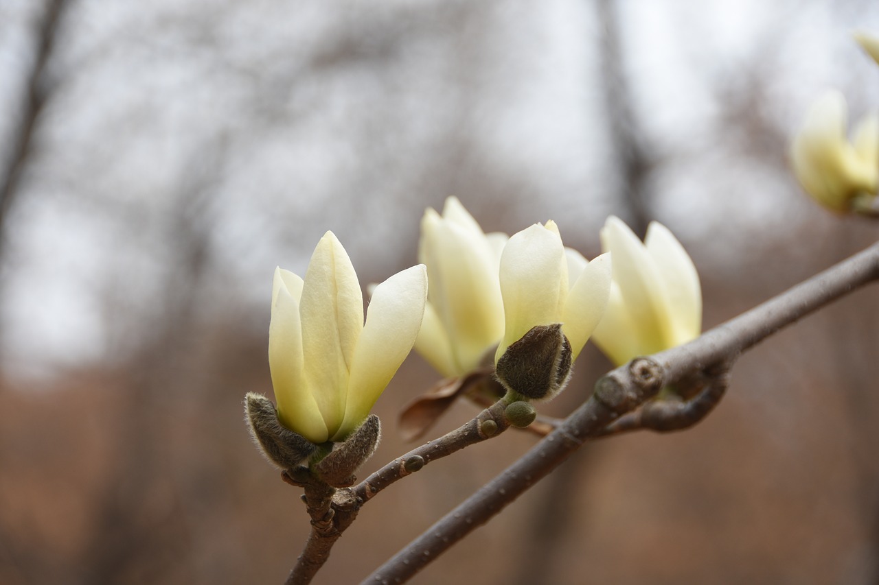 magnolia  white  nature free photo