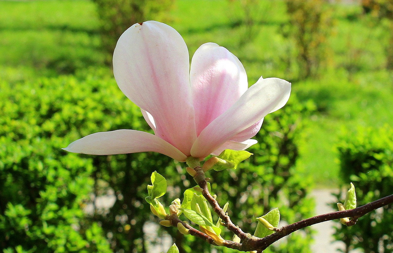 magnolia  magnolia flower  bush free photo