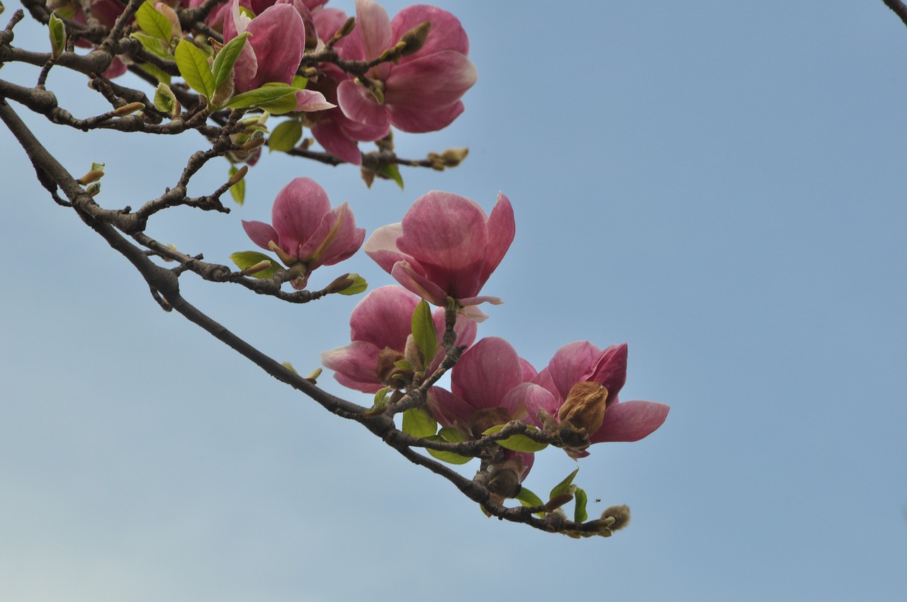magnolia  spring  sun free photo