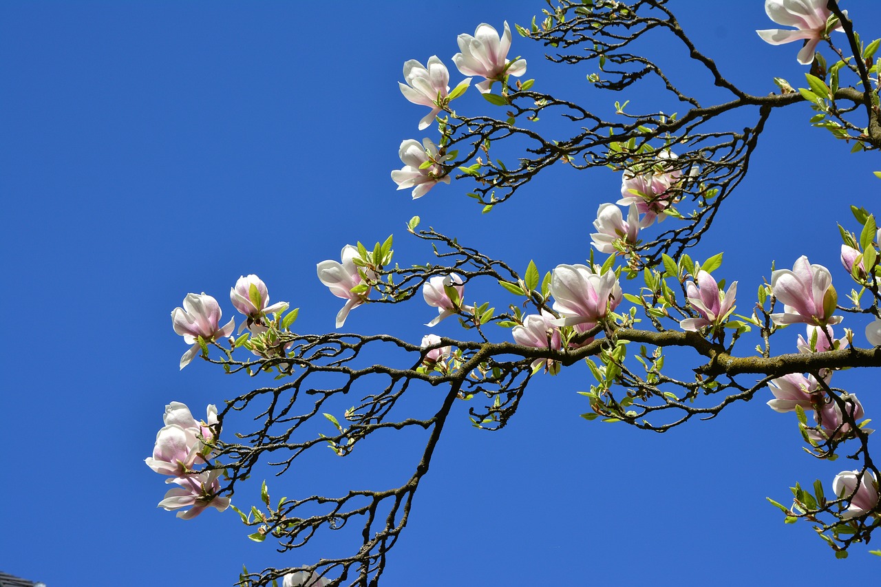 magnolia  magnolia tree  flowers free photo