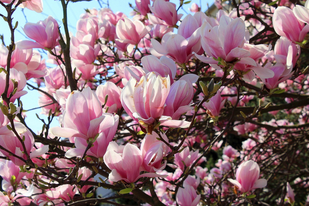 magnolia  plant  branch free photo