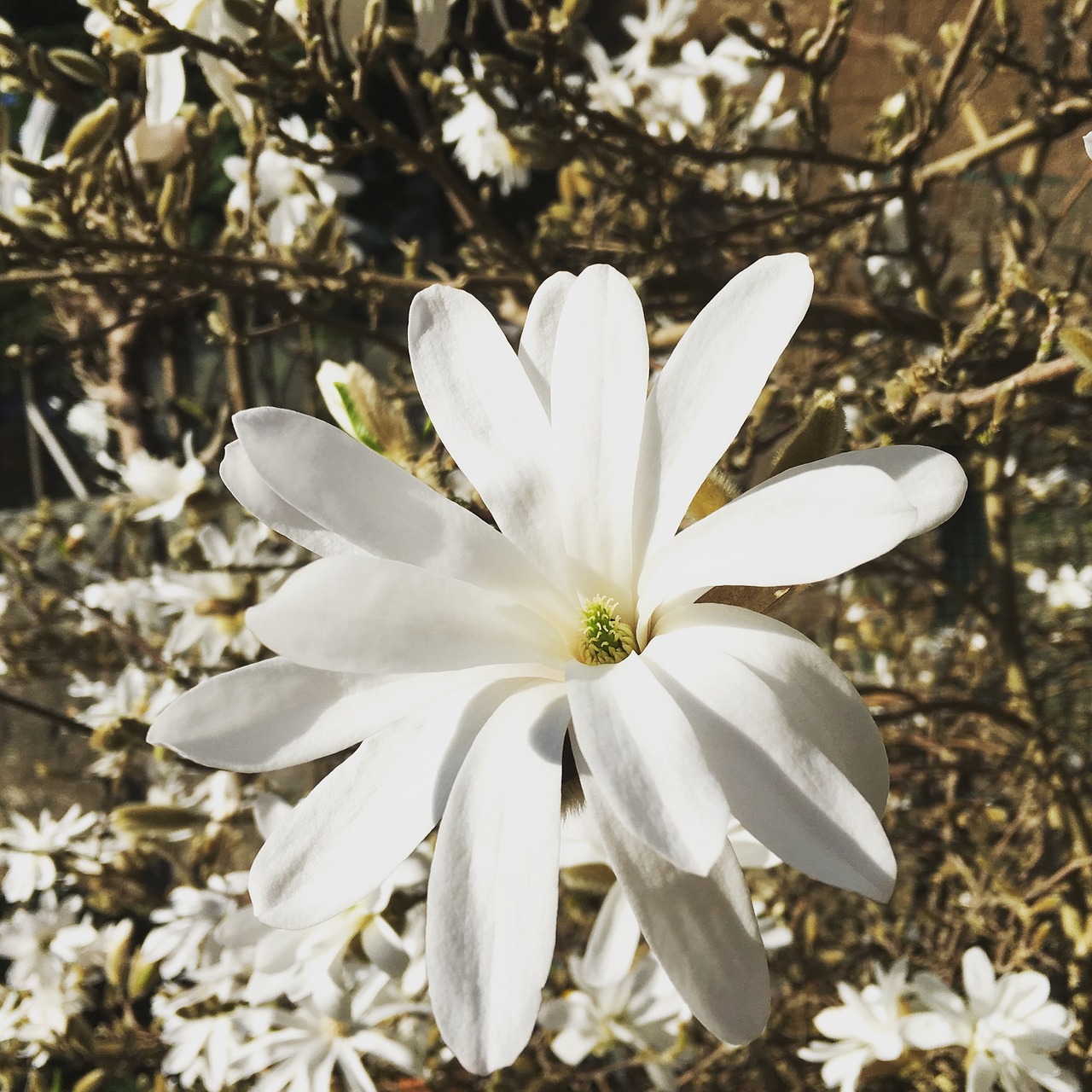 magnolia  flower  flora free photo