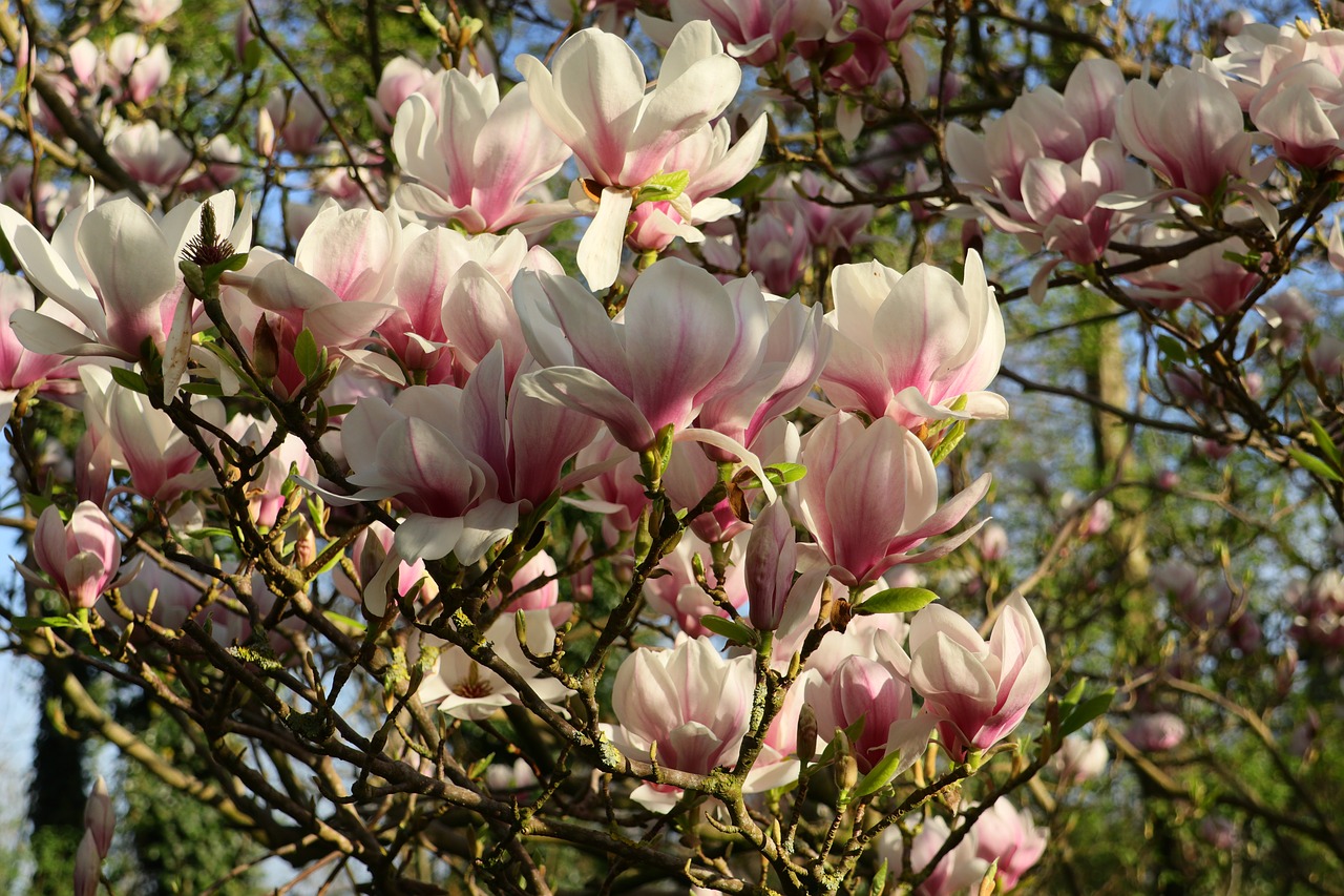 magnolia  magnolia tree  flowers free photo