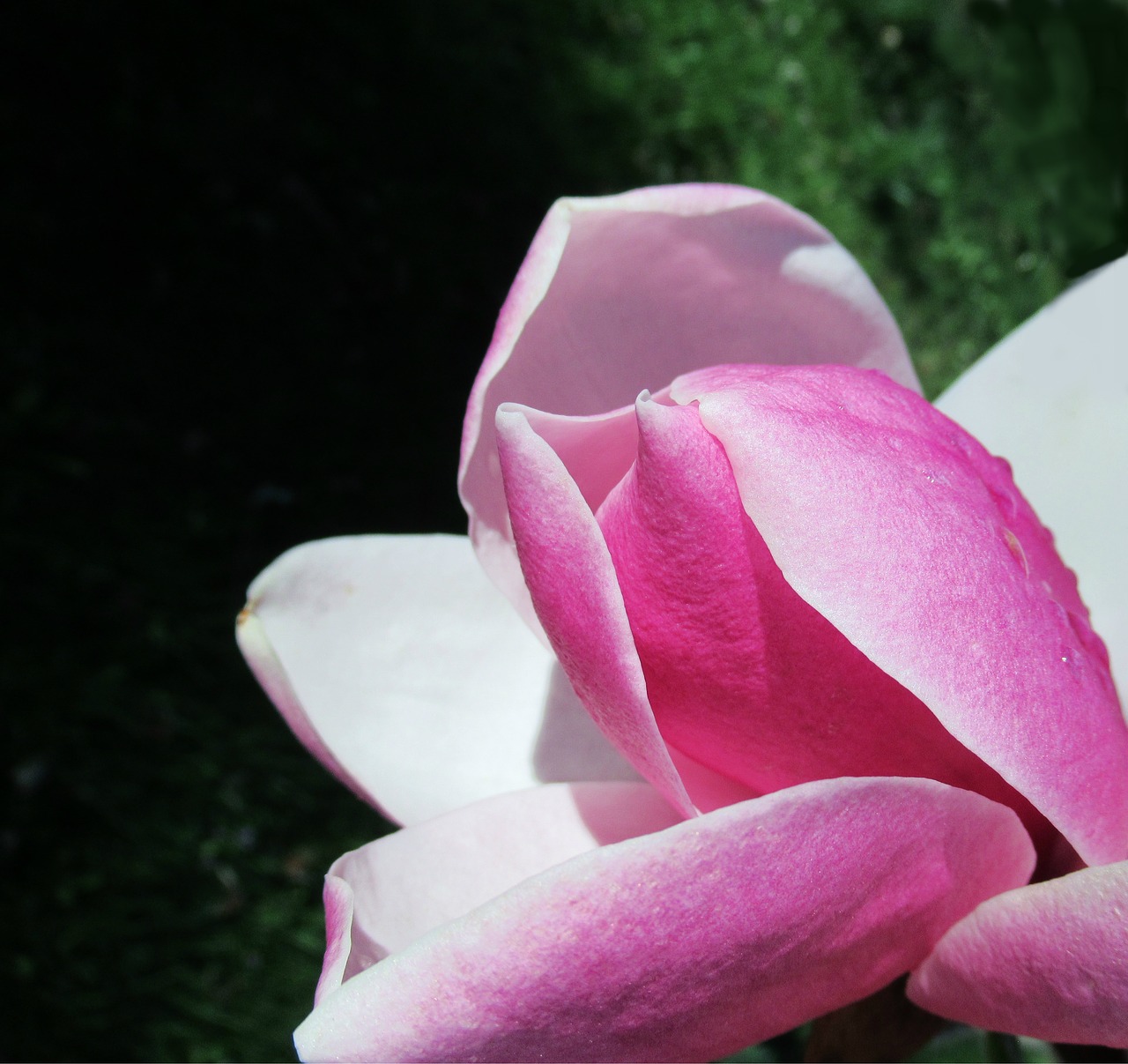 magnolia  flower  petal free photo