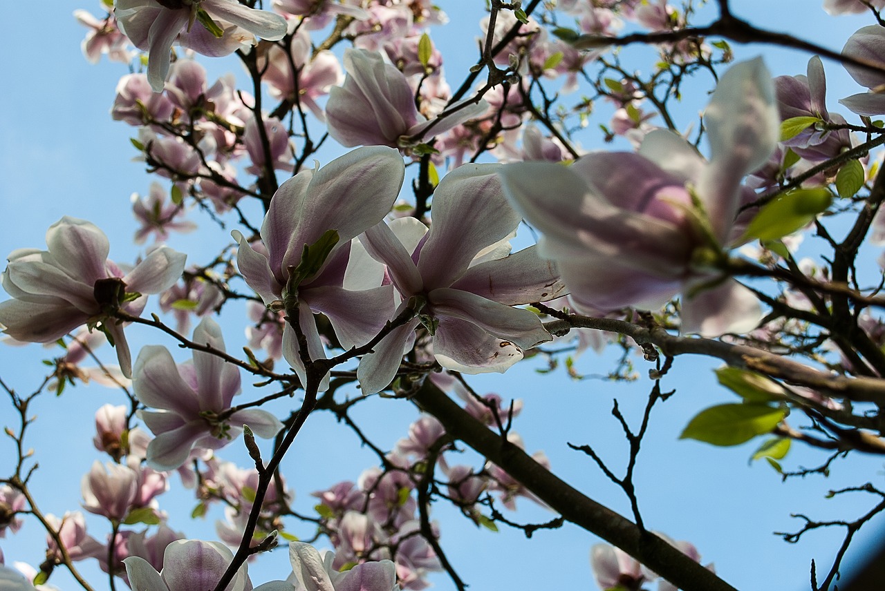 magnolia  blossom plant  nature free photo