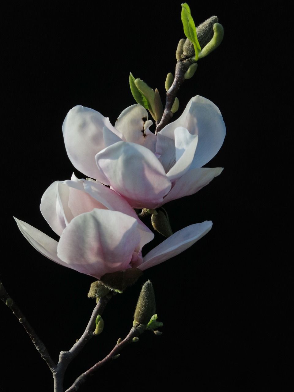 magnolia  xsoulangeana  flower free photo