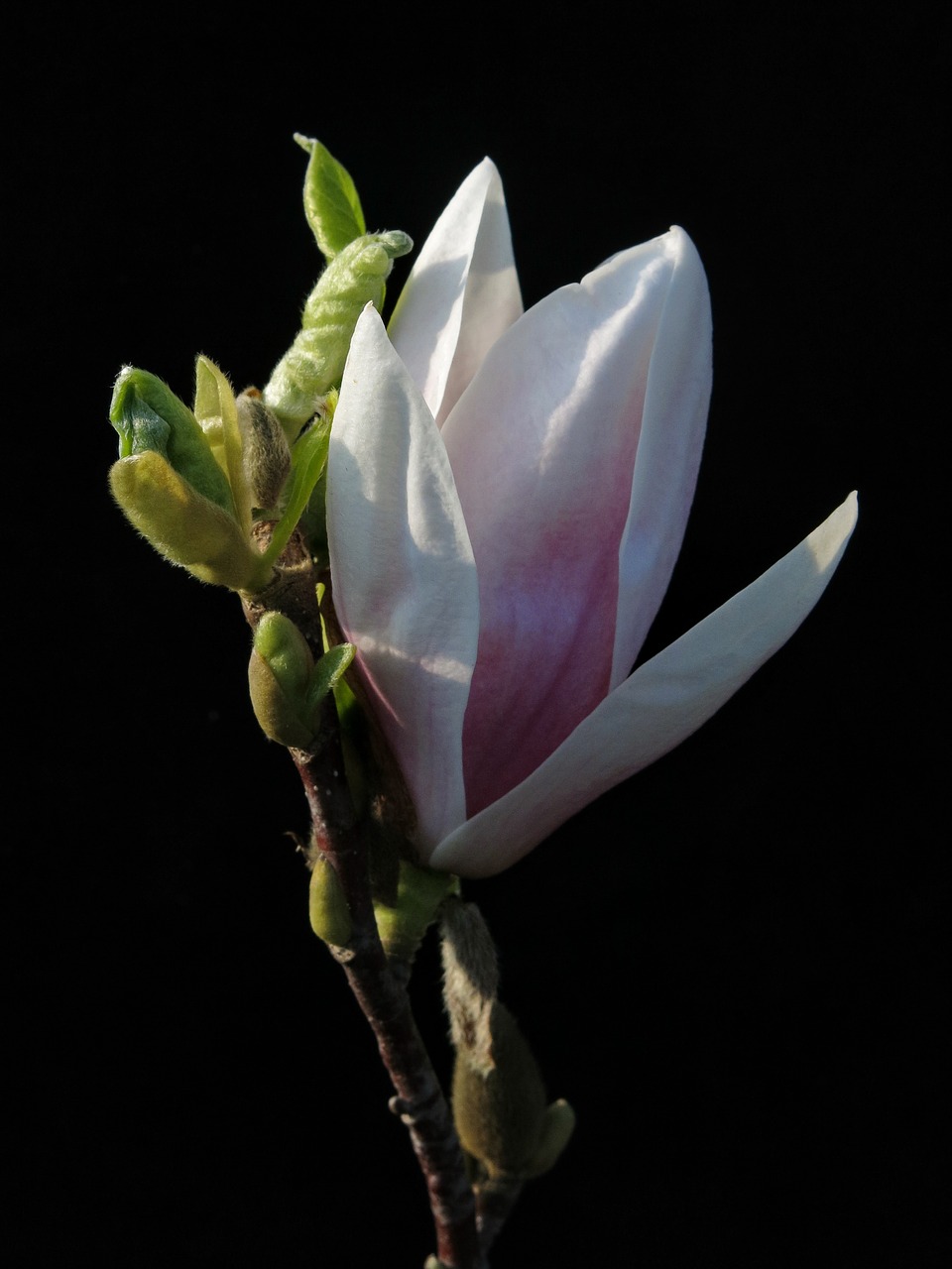 magnolia  xsoulangeana  flower free photo