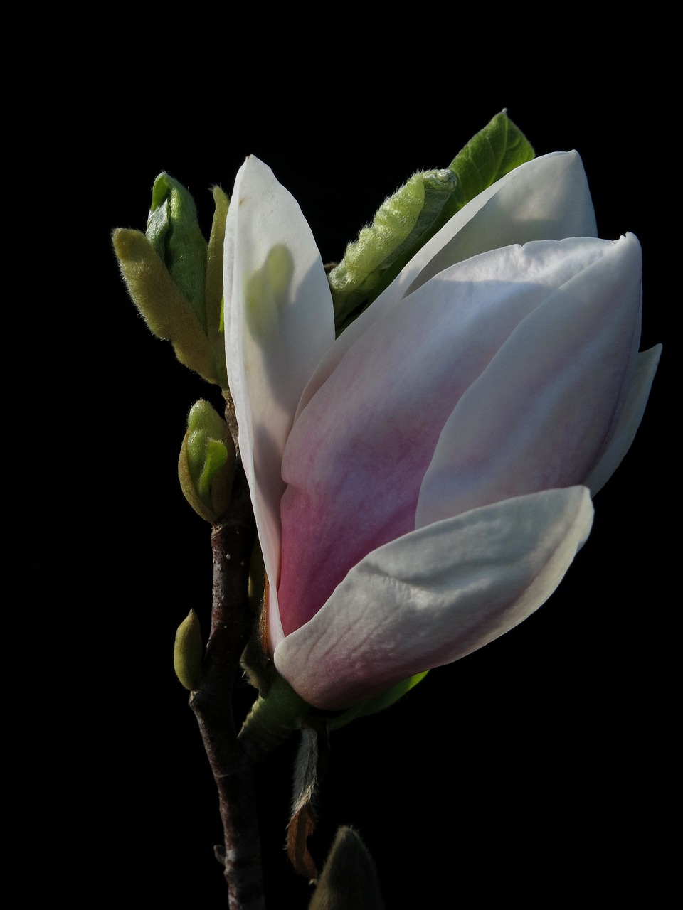 magnolia  xsoulangeana  flower free photo