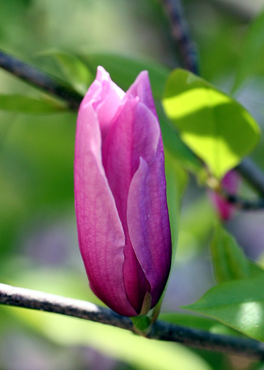 magnolia  nature  plant free photo