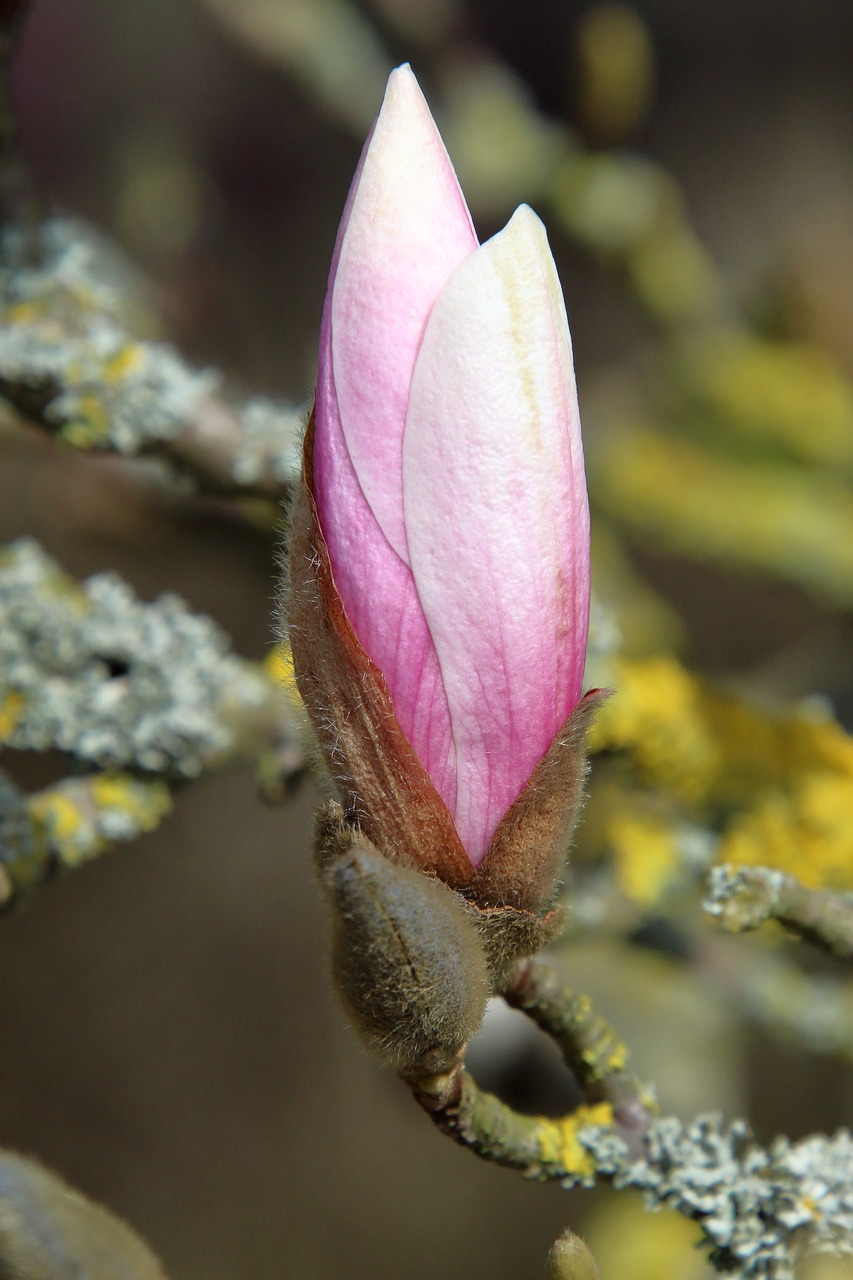 magnolia  tree  nature free photo