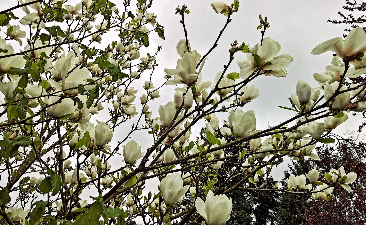 magnolia  magnolia tree  spring free photo