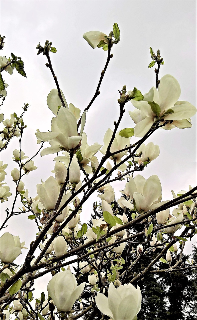 magnolia  magnolia tree  many white flowers free photo