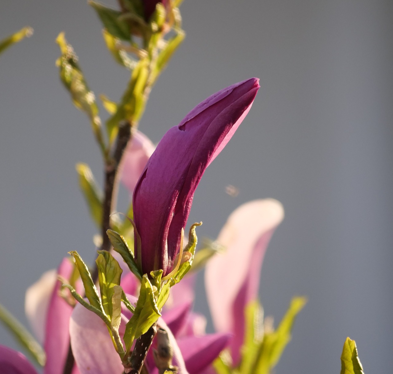 magnolia  bud  magnolieacease free photo