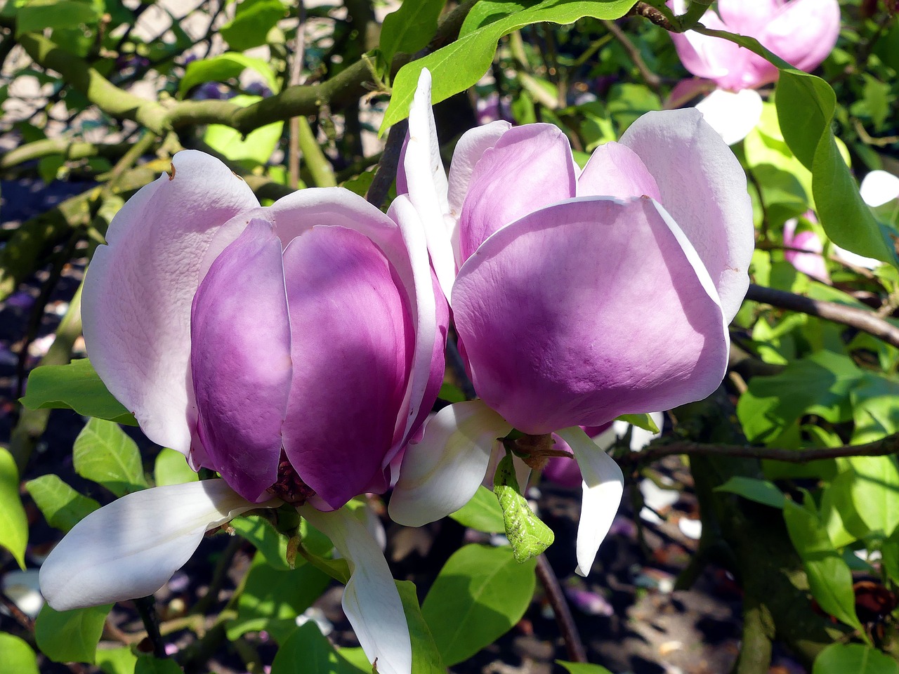 magnolia  spring  frühlingsblüher free photo