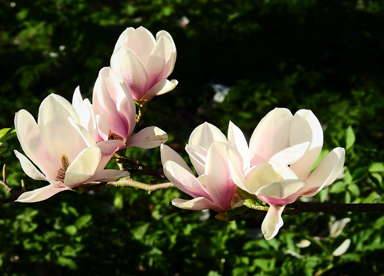 magnolia  flowers  spring free photo
