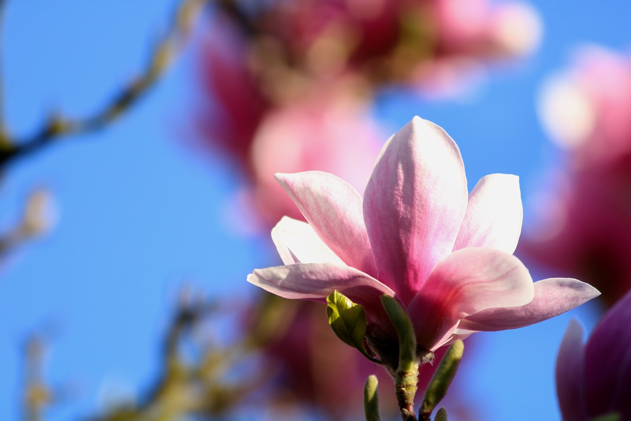 magnolia  flower  spring free photo