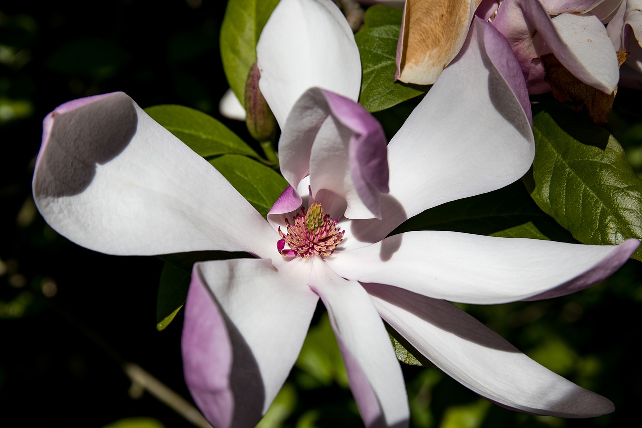 magnolia  blossom  bloom free photo