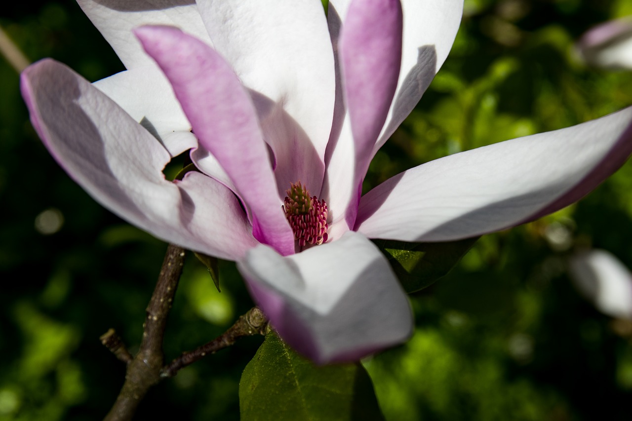 magnolia  blossom  bloom free photo