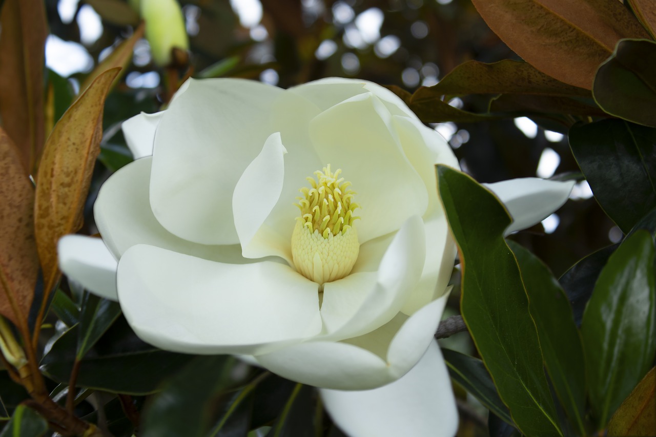 magnolia  flower  white free photo