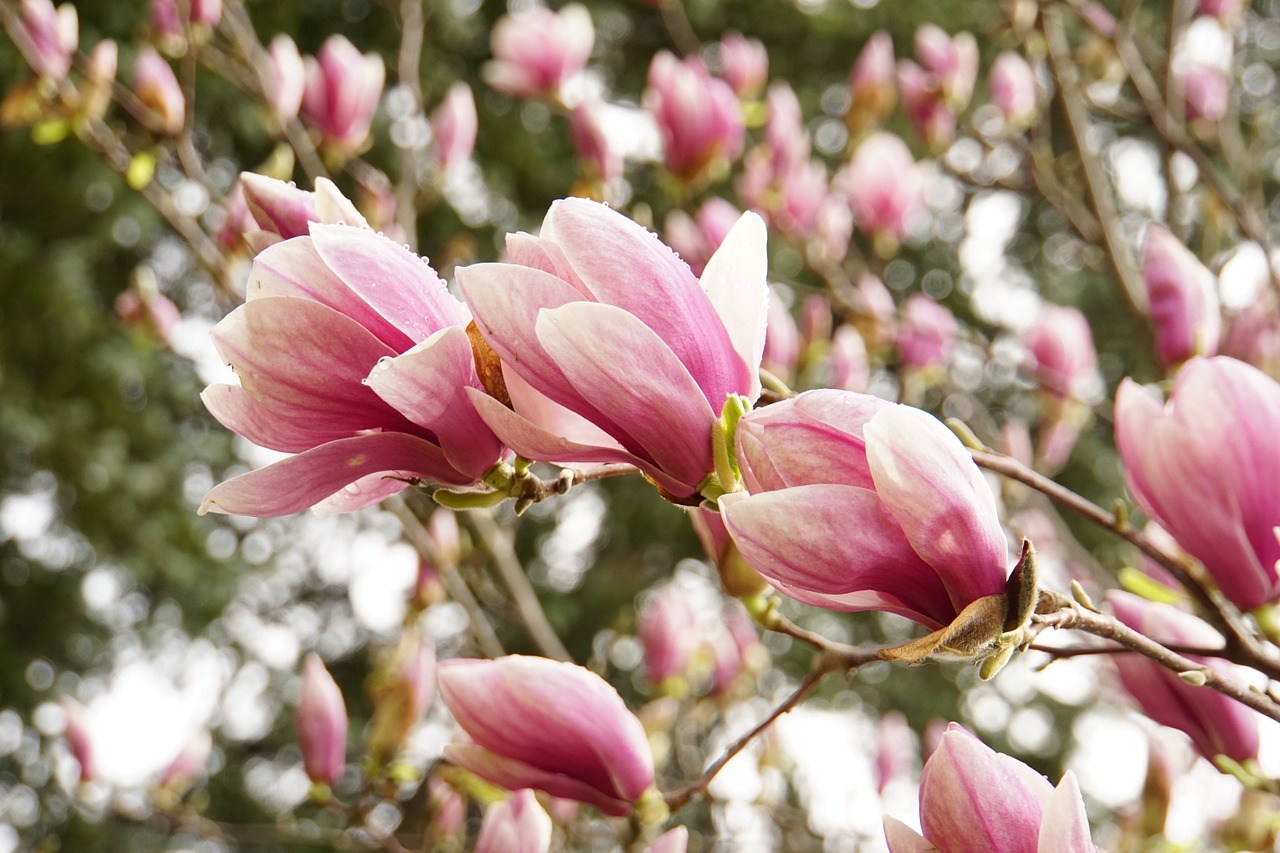 magnolia pink spring free photo