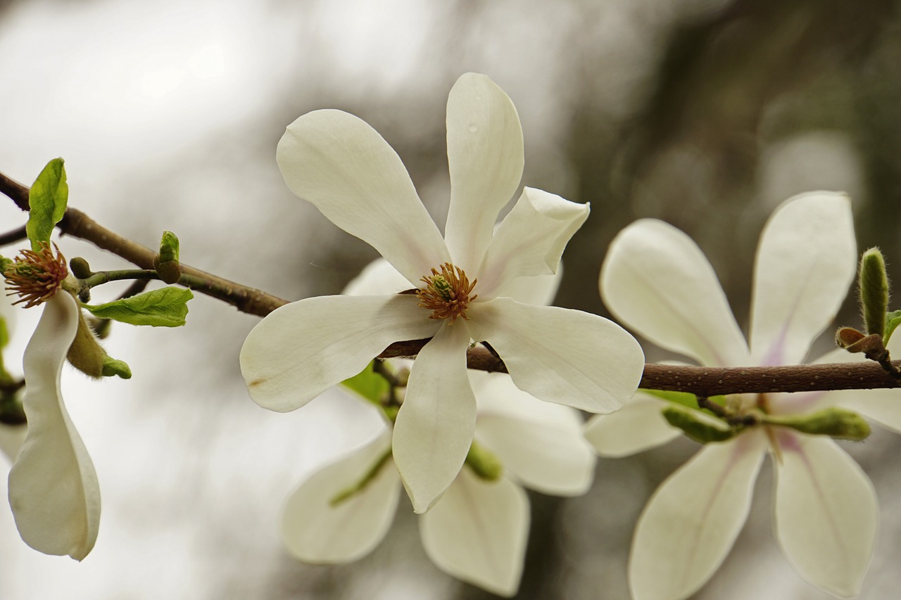 magnolia white flowering trees free photo