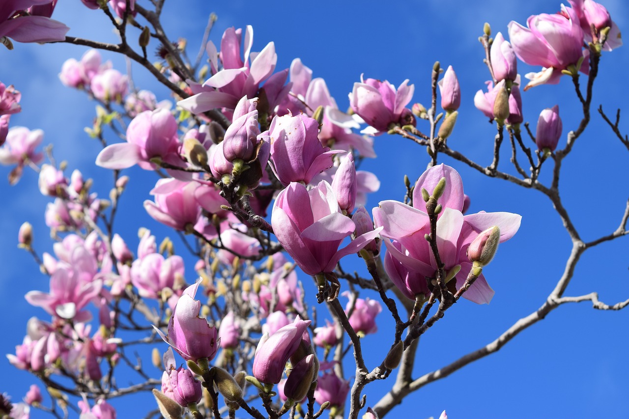 magnolia  flower  spring free photo