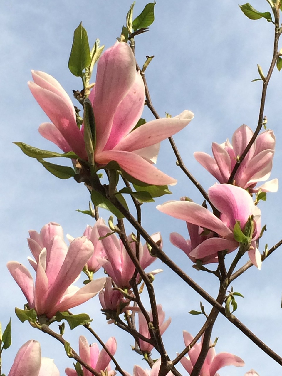 magnolia blossom bloom free photo