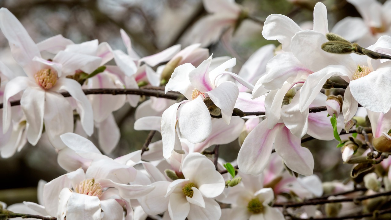 magnolia  colour  flower free photo