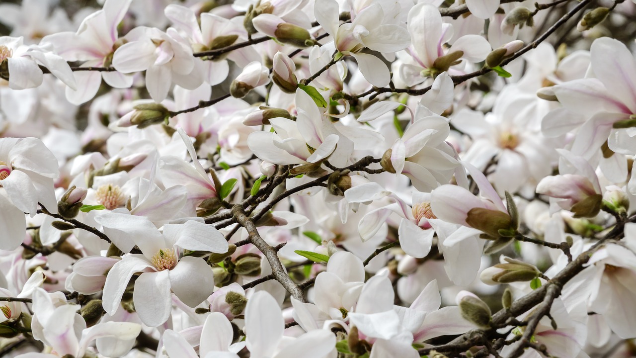 magnolia  colour  flower free photo