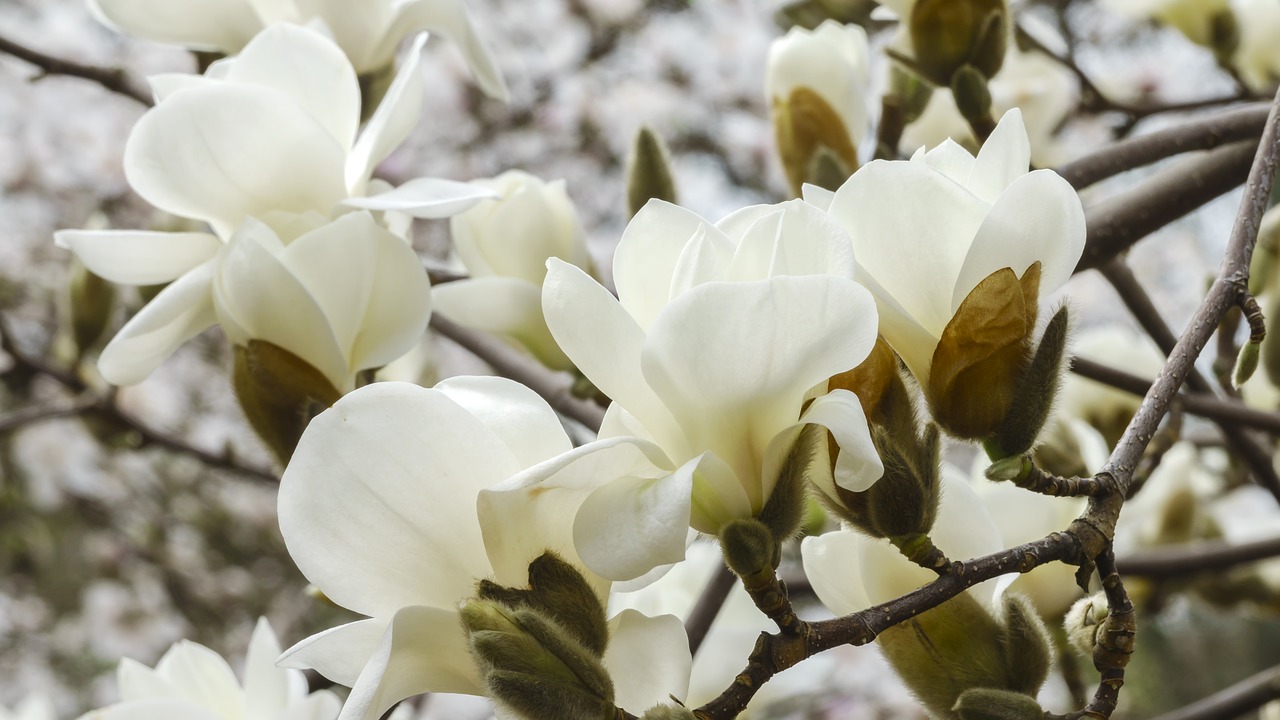 magnolia  colour  flower free photo