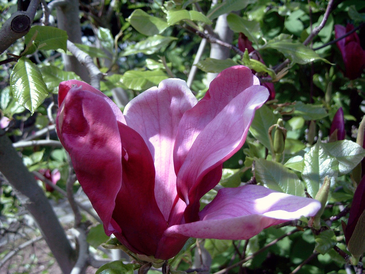 magnolia  flower  spring free photo