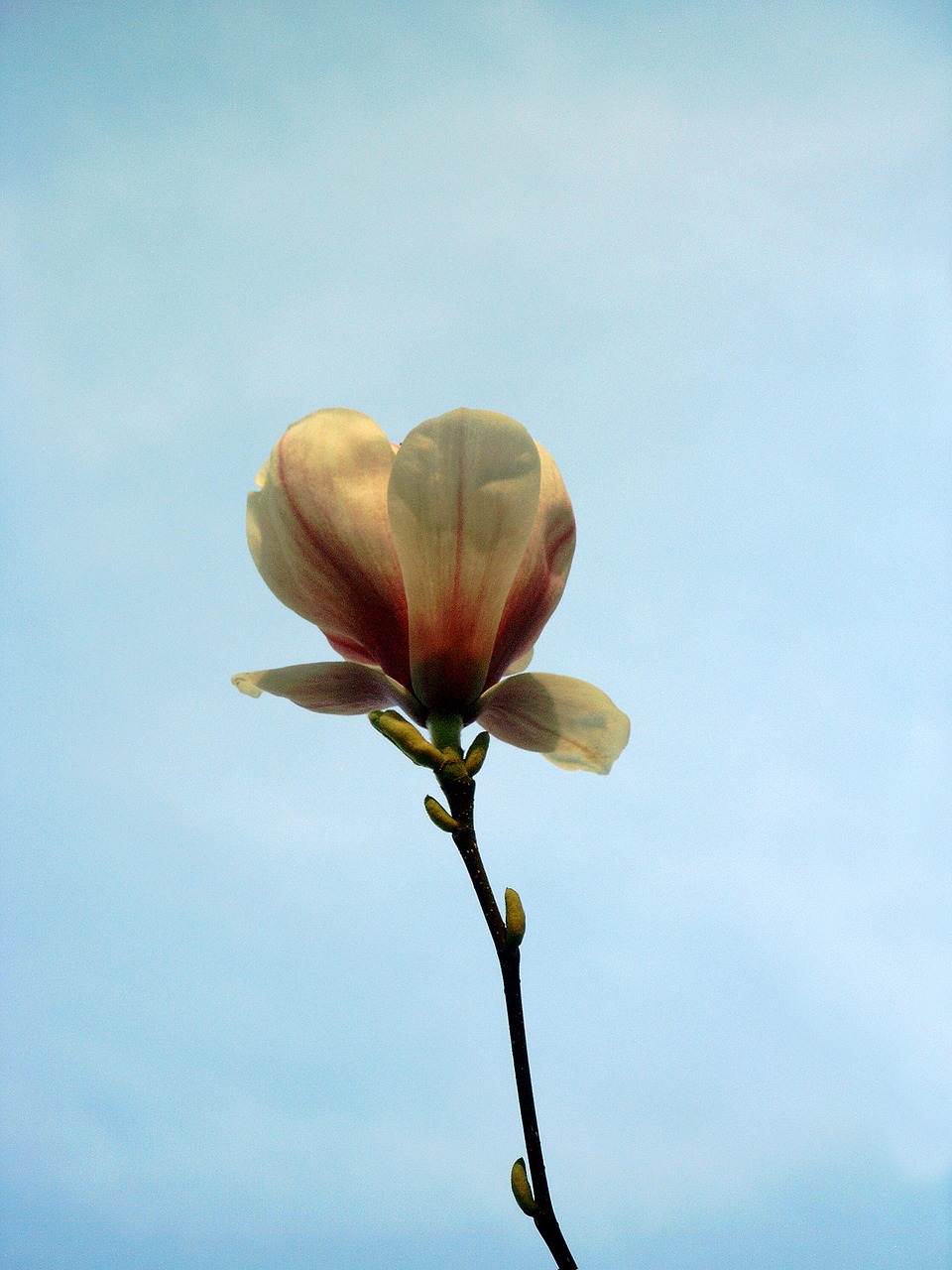 magnolia  flowers  nature free photo